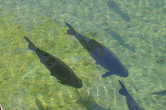 Colossoma macropomum