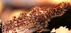 Cribraria cancellata