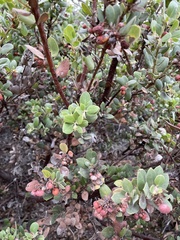 Arctostaphylos morroensis