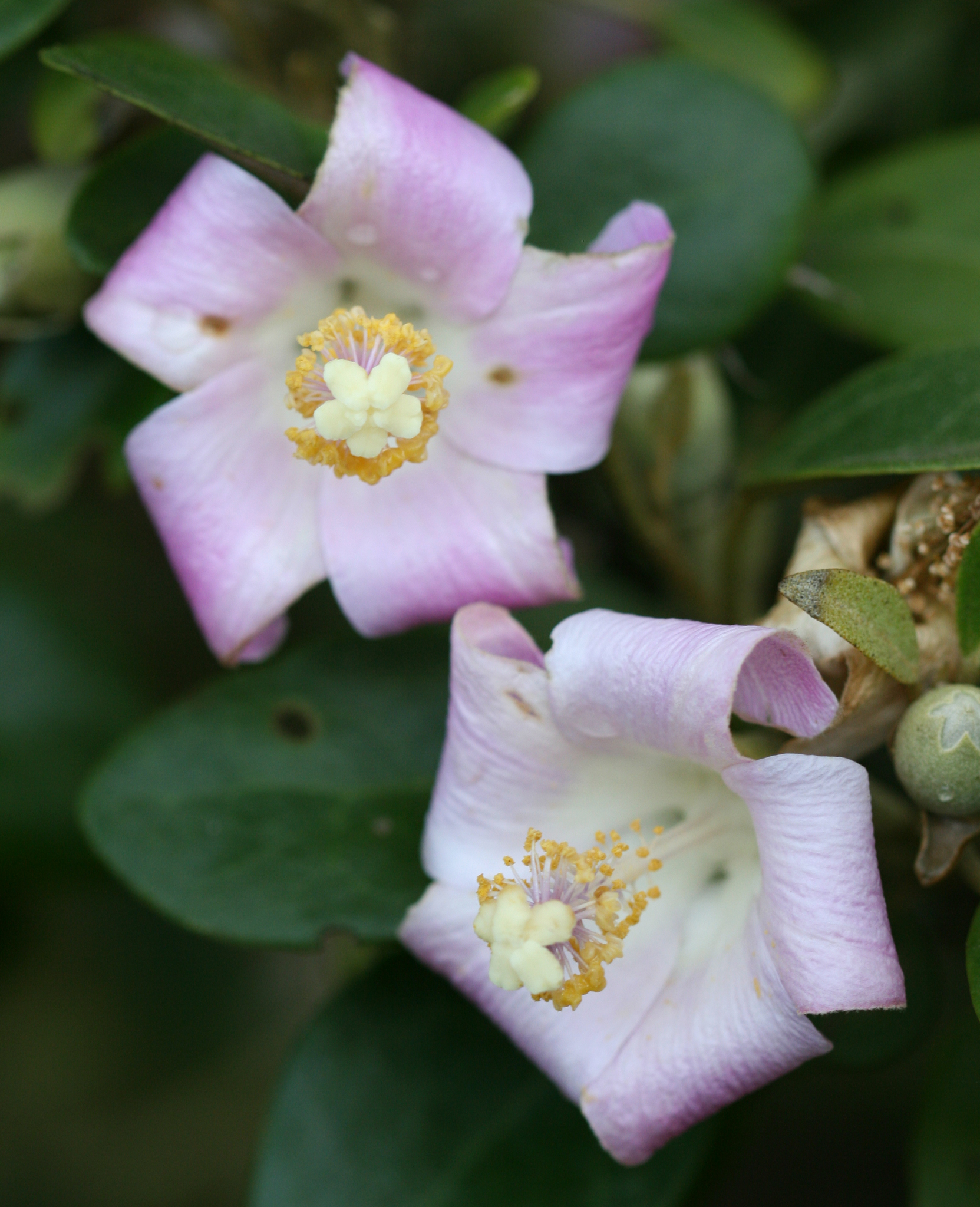 Lagunaria