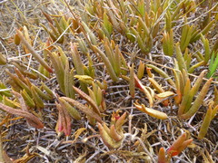 Lampranthus filicaulis