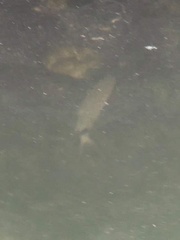 Diplodus holbrookii