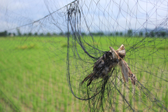 Passer montanus malaccensis