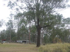 Eucalyptus crebra