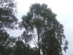 Eucalyptus crebra