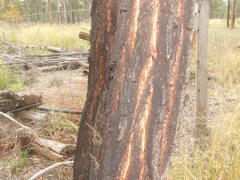 Eucalyptus crebra