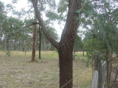 Eucalyptus crebra
