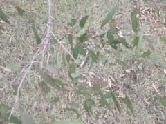 Eucalyptus crebra