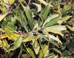 Euclea natalensis natalensis