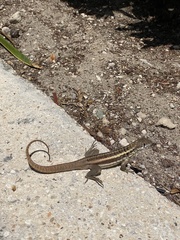 Leiocephalus psammodromus