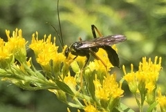 Exetastes suaveolens