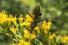 Exetastes suaveolens