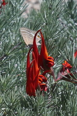 Lotus berthelotii
