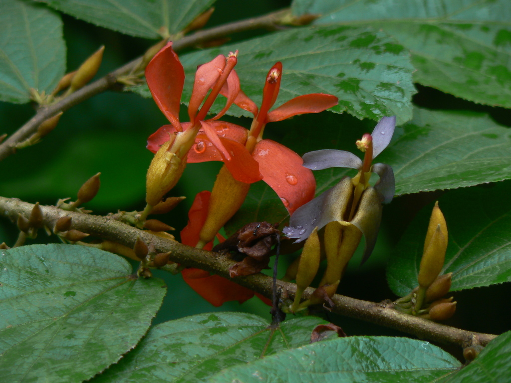 East Indian screw tree