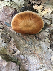 Cortinarius quercophilus