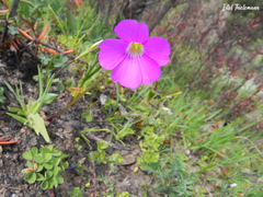 Oxalis arenaria