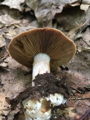 Cortinarius quercophilus