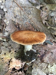 Cortinarius quercophilus