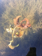Potamogeton illinoensis