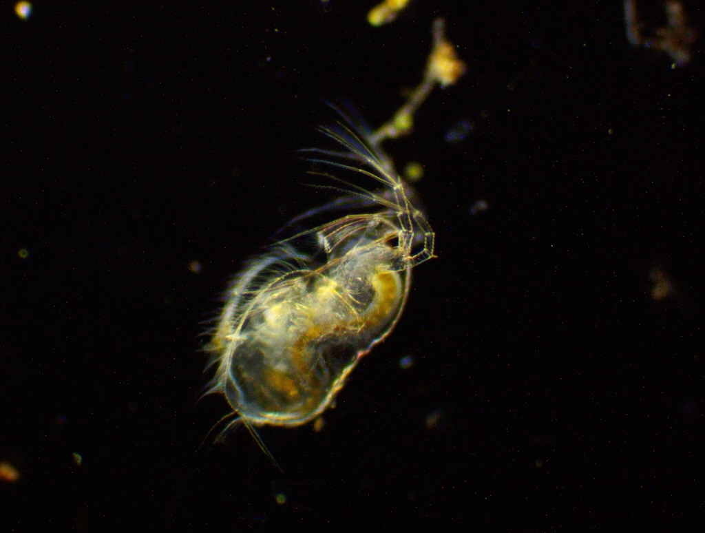 marsh waterflea