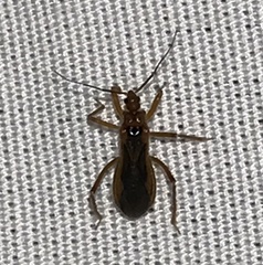 Saicinae