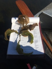 Potamogeton illinoensis