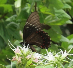 Papilio menatius