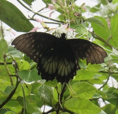 Papilio menatius