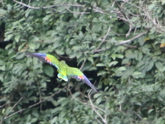 Amazona versicolor