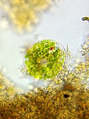 Phacus orbicularis