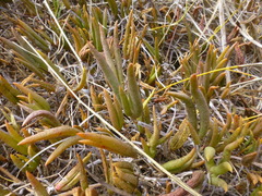 Lampranthus filicaulis