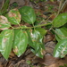 Cinnamomum kotoense - Photo (c) 潘立傑 LiChieh Pan, algunos derechos reservados (CC BY-NC-SA)