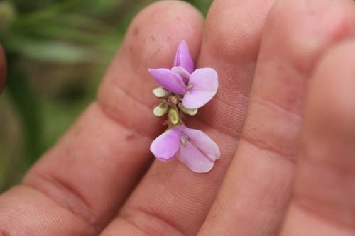 Desmodium cajanifolium observed 2021-08-29