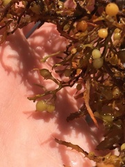 Sargassum natans