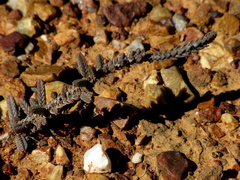 Crassula muscosa muscosa