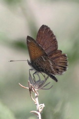 Cyclyrius webbianus