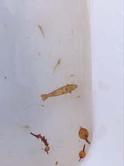 Leander tenuicornis