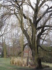 Salix × fragilis vitellina