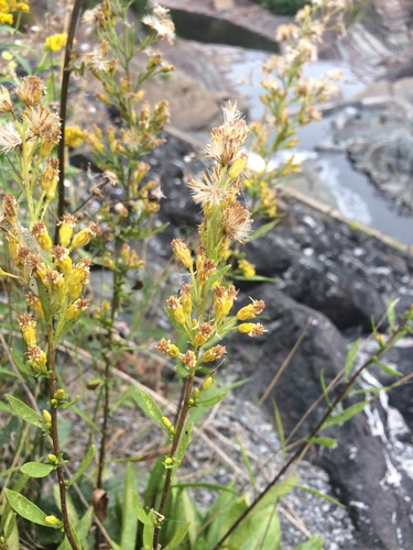 Image of Solidago racemosa by no rights reserved