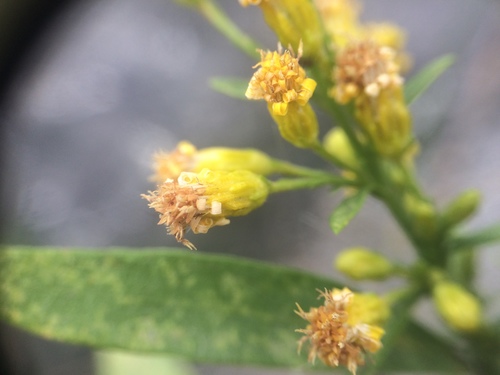 Image of Solidago racemosa by no rights reserved
