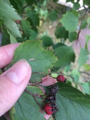 Crataegus irrasa