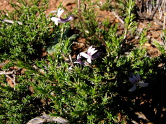 Cyphia sylvatica sylvatica