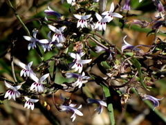 Cyphia sylvatica sylvatica