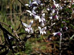 Cyphia sylvatica sylvatica