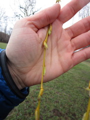 Salix × fragilis vitellina