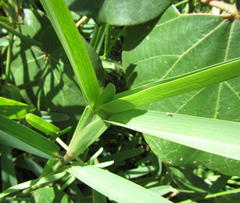 Stenotaphrum dimidiatum