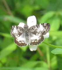 Chiomara georgina georgina