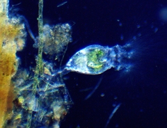 Collotheca
