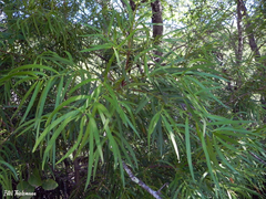 Podocarpus salignus