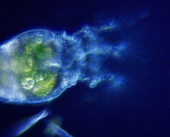 Collotheca